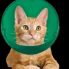 Cat and Small Dog E-Collar and Muzzle