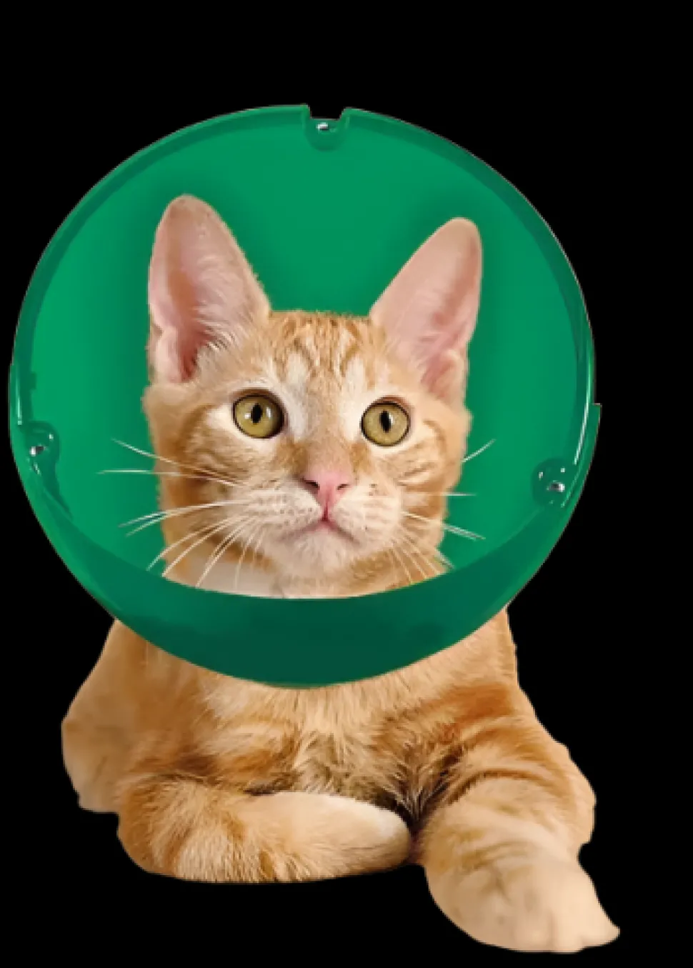 Cat and Small Dog E-Collar and Muzzle
