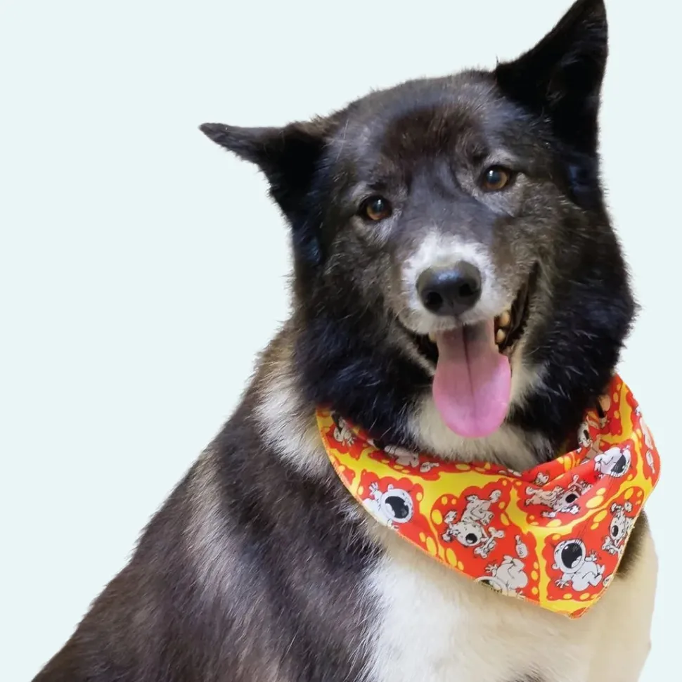 Doggie Bandanas - 60 Assorted Sizes and Patterns by Bandanas Unlimited