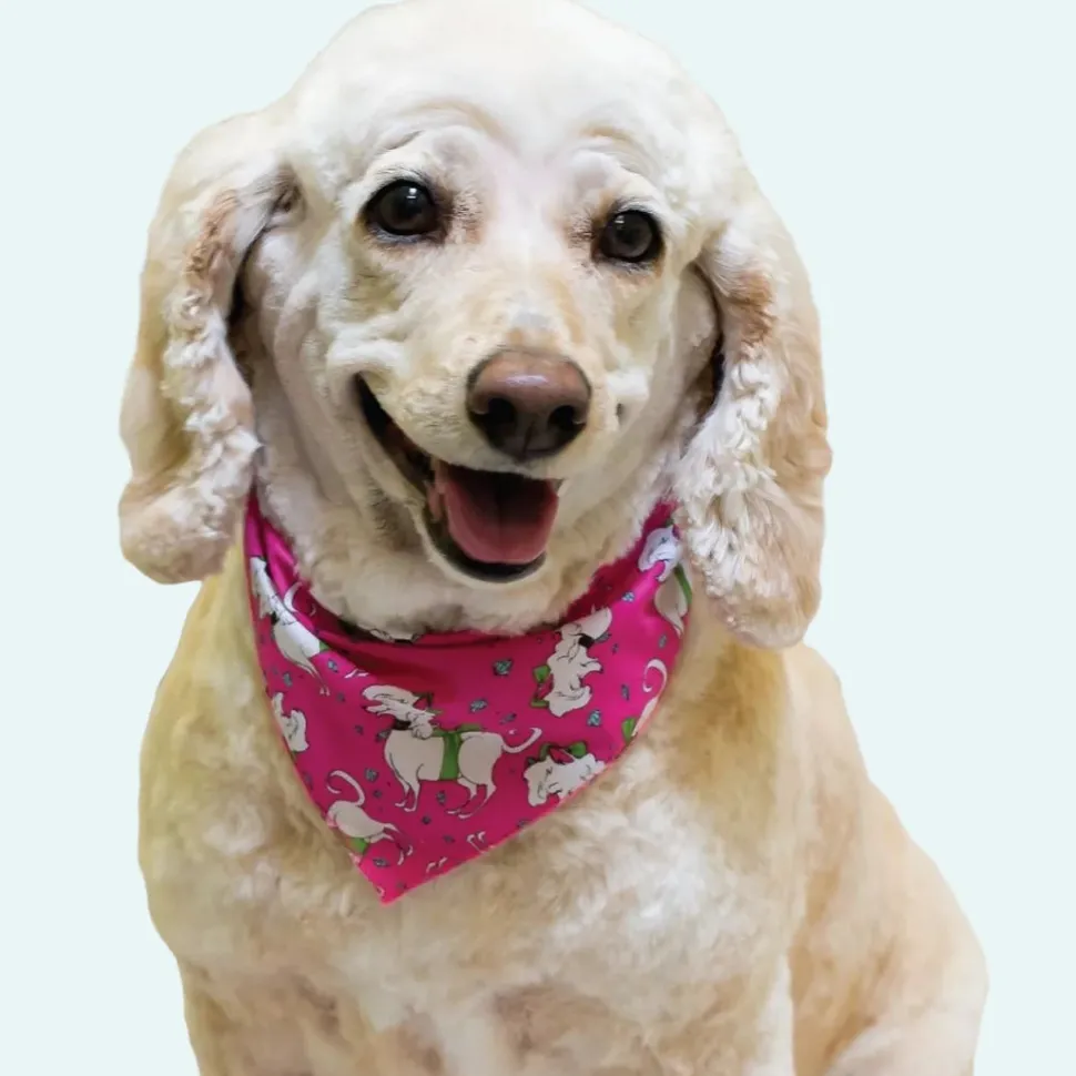 Doggie Bandanas - 60 Assorted Sizes and Patterns by Bandanas Unlimited