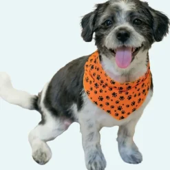Fall & Thanksgiving Bandanas - 60 Assorted Sizes and Patterns by Bandanas Unlimited