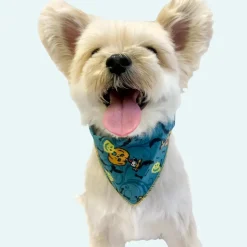 Halloween Bandanas - 60 Assorted Sizes and Patterns by Bandanas Unlimited