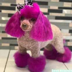 Permanent Dog Hair Dye Adorable Pink 8oz by Opawz