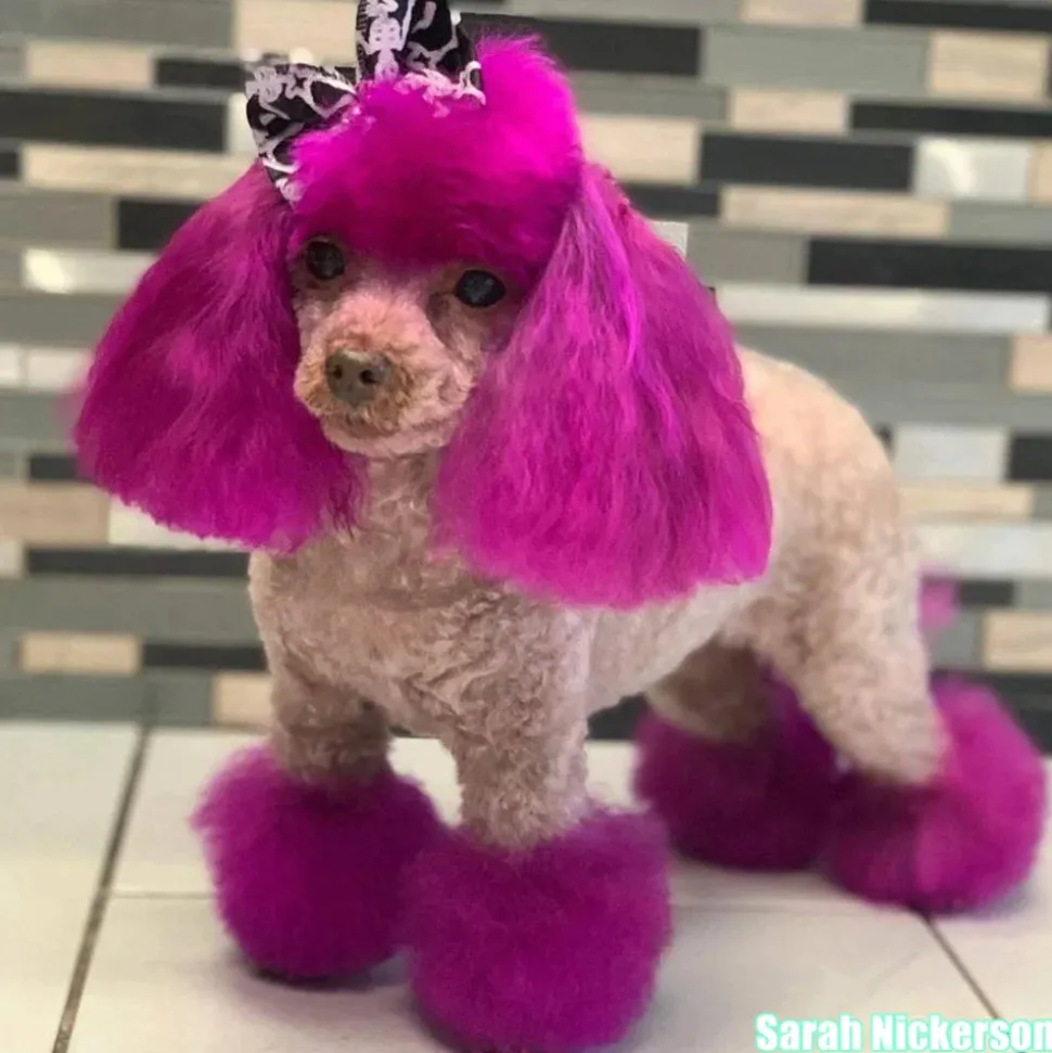 Permanent Dog Hair Dye Adorable Pink 8oz by Opawz