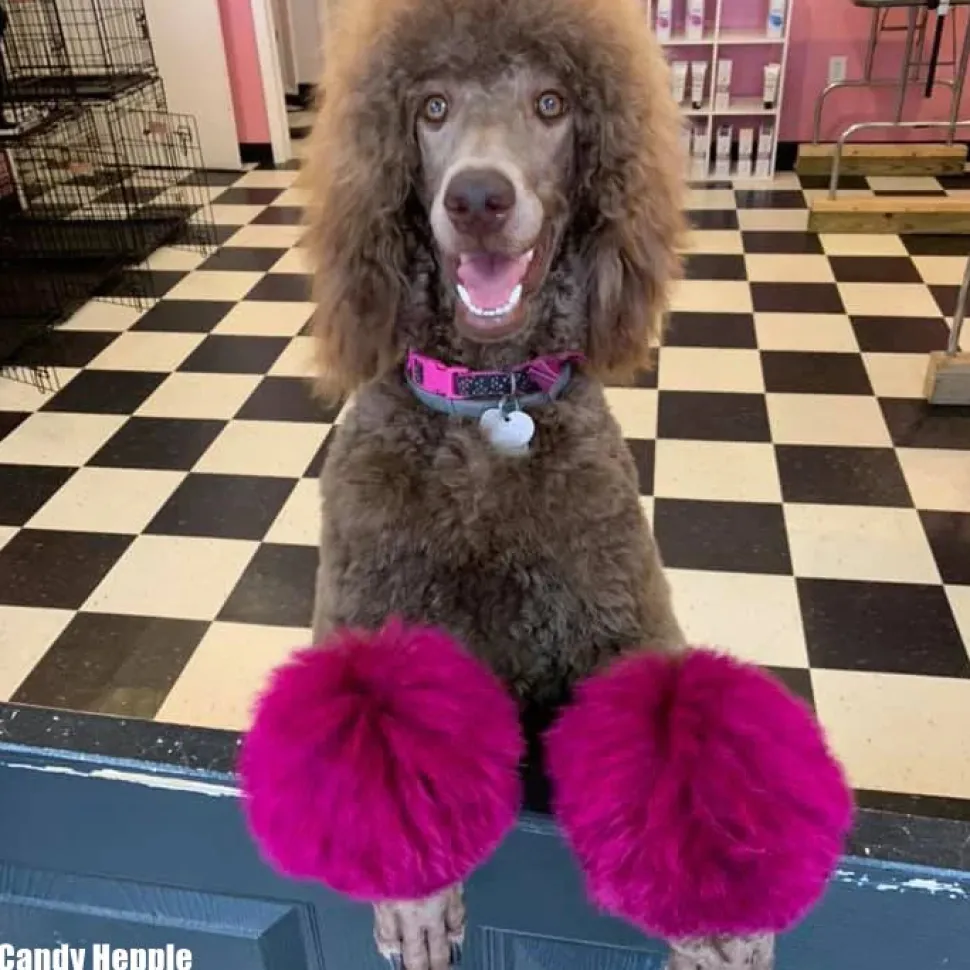 Permanent Dog Hair Dye Adorable Pink 8oz by Opawz