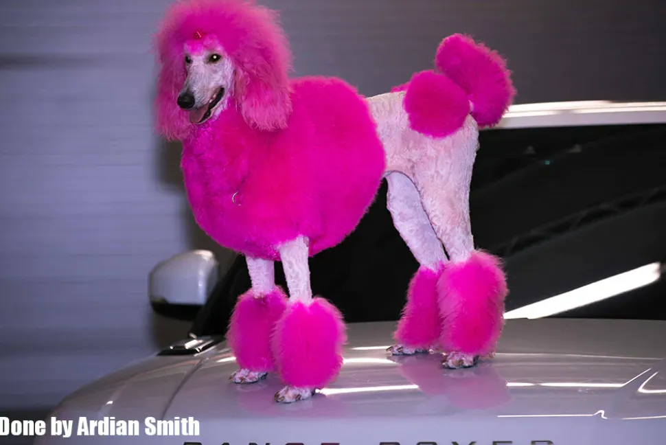 Permanent Dog Hair Dye Adorable Pink 8oz by Opawz