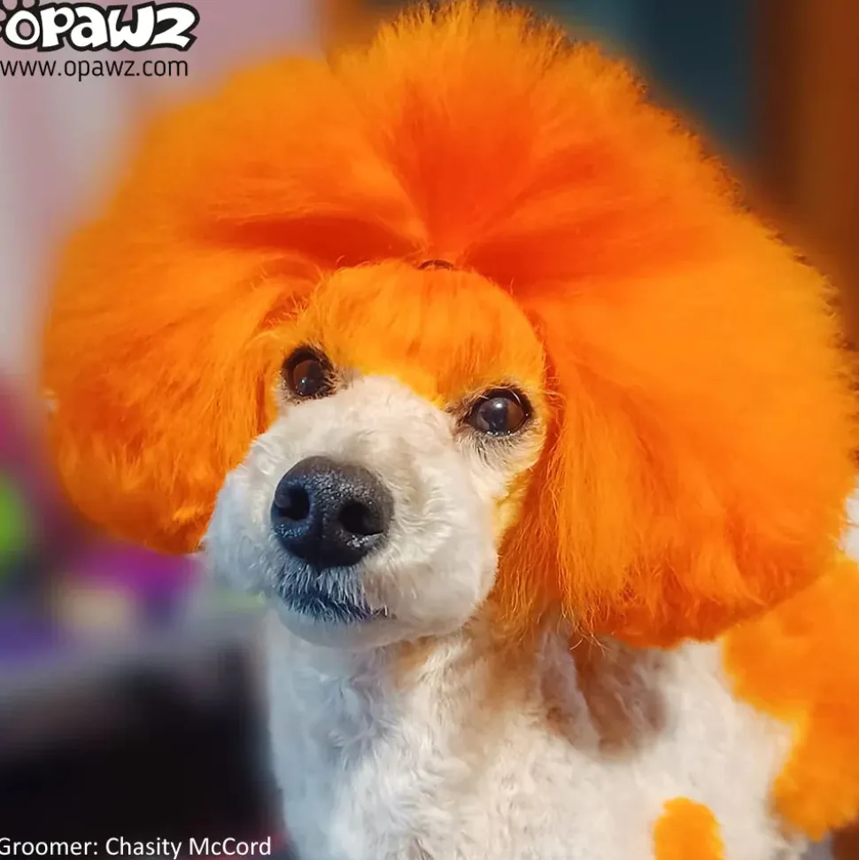 Permanent Dog Hair Dye Ardent Orange 8oz by Opawz