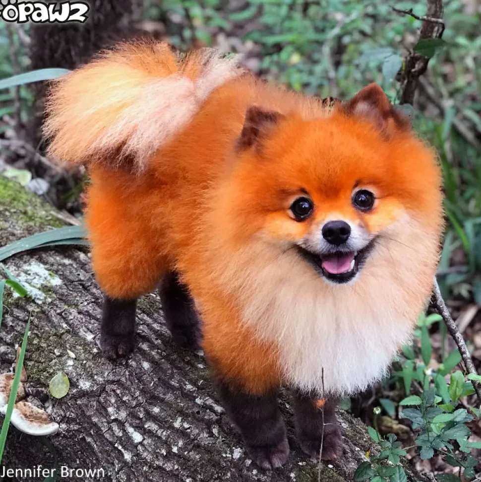 Permanent Dog Hair Dye Ardent Orange 8oz by Opawz