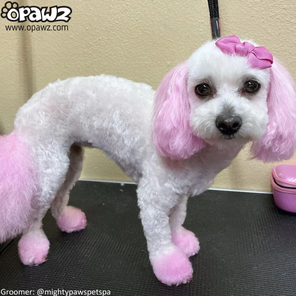 Permanent Dog Hair Dye Charm Pink 8oz by Opawz