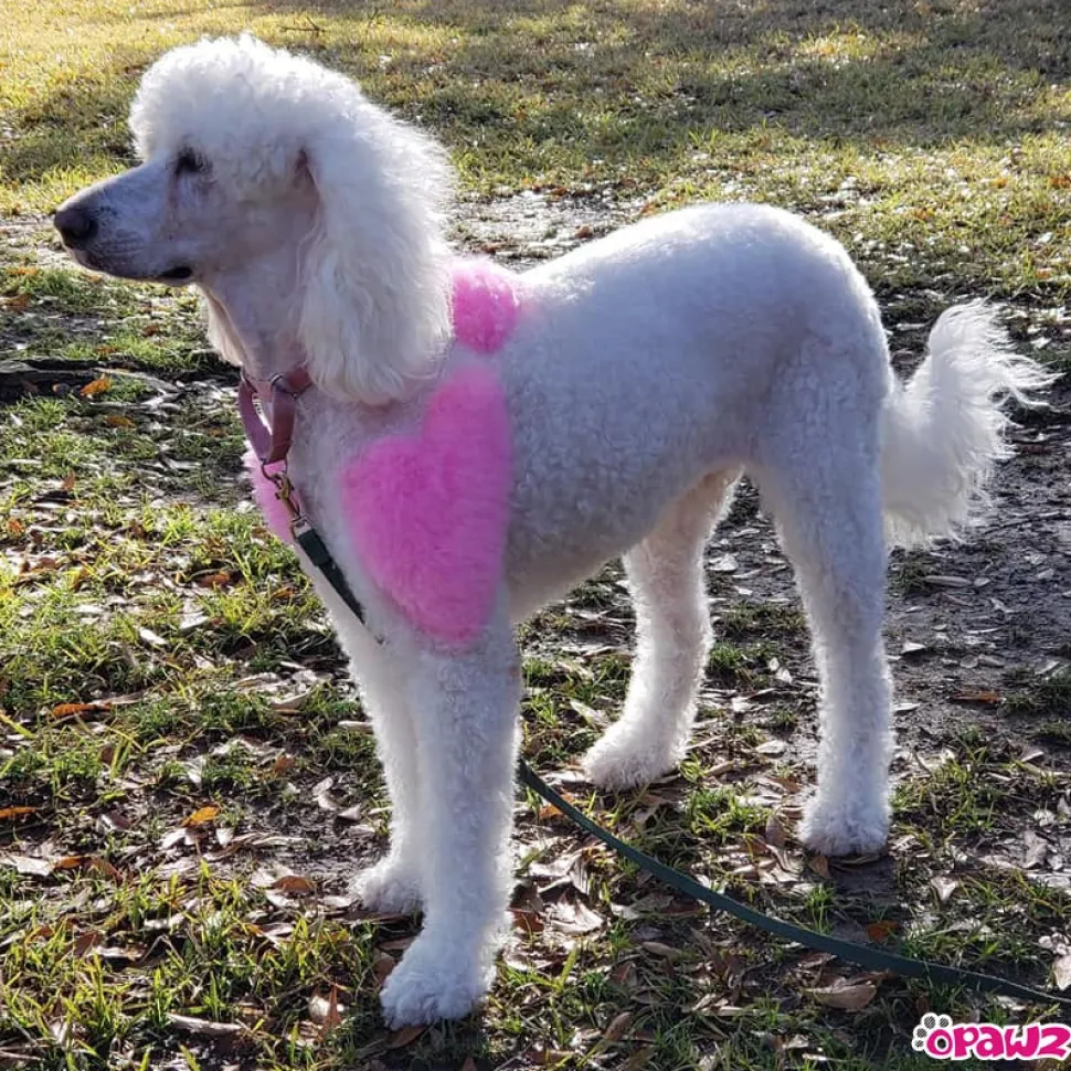Permanent Dog Hair Dye Charm Pink 8oz by Opawz