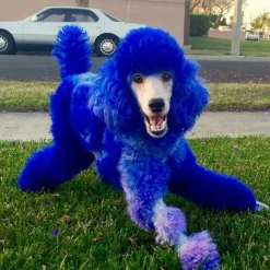Permanent Dog Hair Dye Cobalt Blue 8oz by Opawz