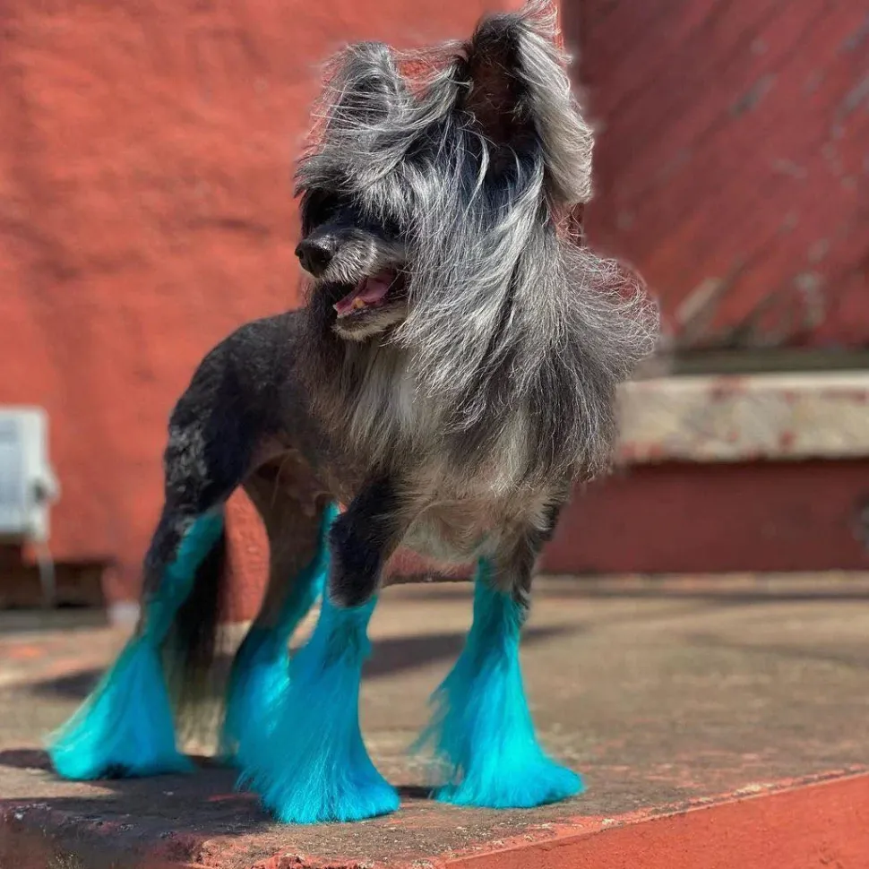Permanent Dog Hair Dye Lamarius Blue 8oz by Opawz